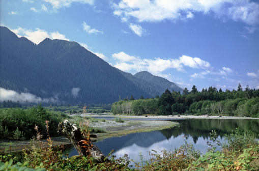 The Quinault River, Olympic Peninsula, Washington, USA.