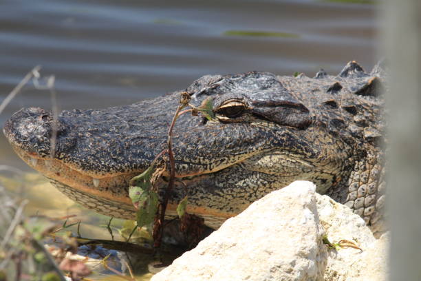 szczęśliwy aligator - american alligator zdjęcia i obrazy z banku zdjęć