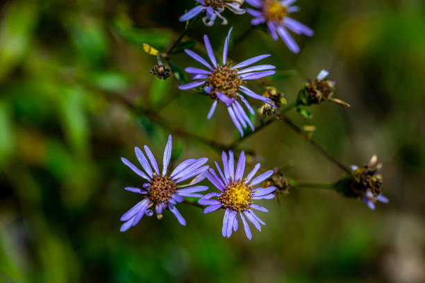 Knautia degenii-Has donkey ear in backlight - Derebucak district, Çamlık Caves National Park