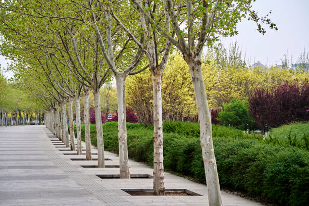 istock treelined road in city park 1392670769