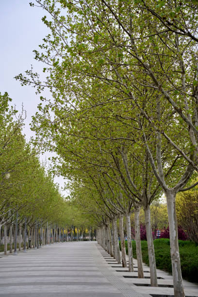 istock treelined road in city park 1392670780