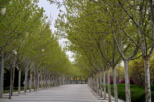 istock treelined road in city park 1392670781