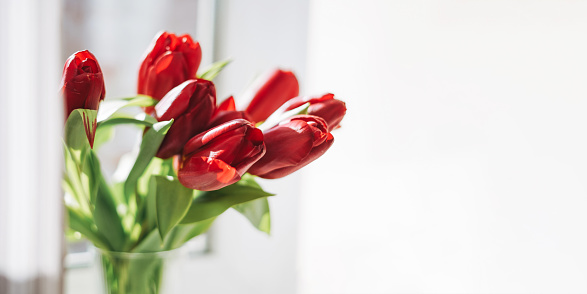 Pink and purple tulips. Spring storytelling. International Women’s day March 8. Studio shot.