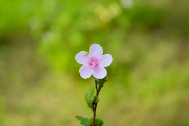 Front View Sweet Tiny Pink Wild Grass Flower Blooming In The Morning