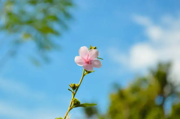 Low Angle View Sweet Tiny Pink Wild Grass Flower Blooming With Sky In The Field