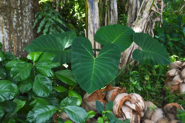 Fresh Green Leaves Of Taro Plants Growing Among The Trunks Of Other Trees