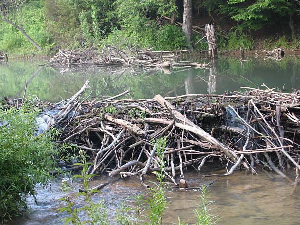 natural beaver dam rustic beaver dam beaver dam stock pictures, royalty-free photos & images