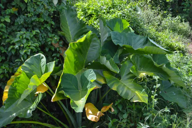 Natural Taro Leaf Plants Grow Between Wild Plants And Bushes In The Field