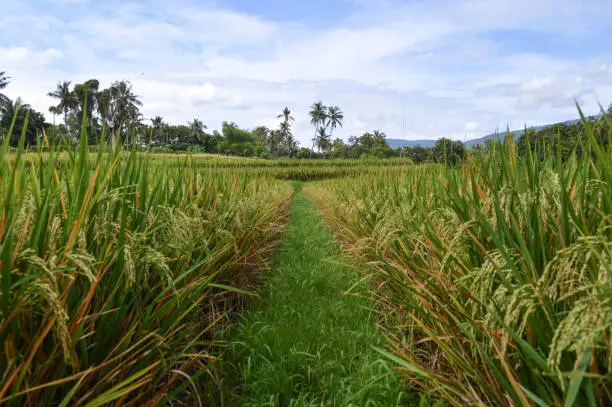 Natural View Ground Path Walk In Rice Field Among Rice Plants, Ringdikit Village, North Bali, Indonesia