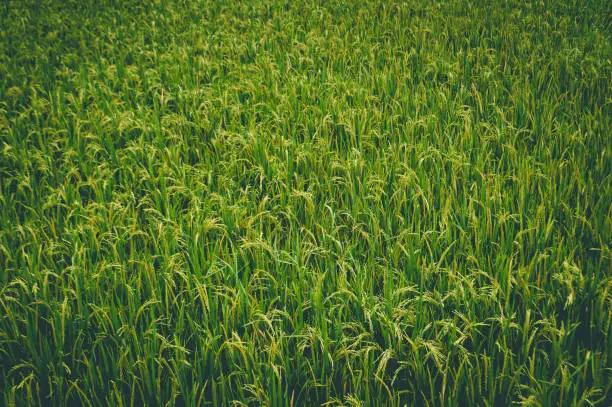 Natural View Rice Grain Of Paddy Plants In The Rice Field