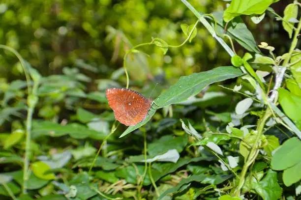 Brown Butterfly Perched Among The Leaves Of A Wild Plants In The Field