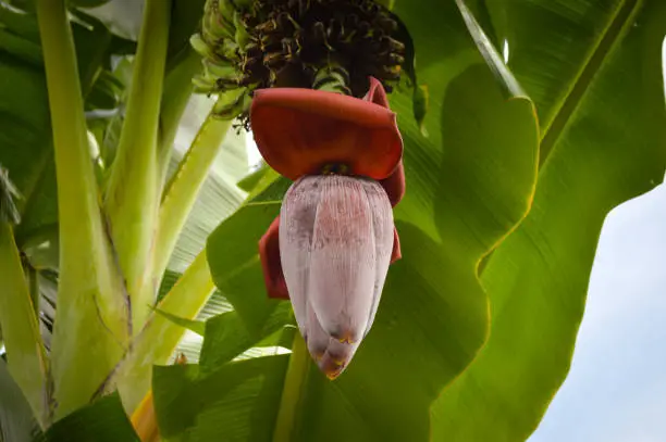 Close Up View Banana Blossom Or Banana Flower Hanging On The Tree