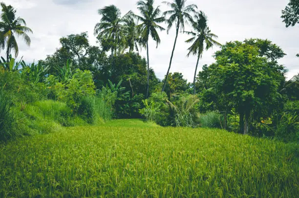 Natural View Paddy Plants In The Rice Field With Various Types Of Trees And Plants Around