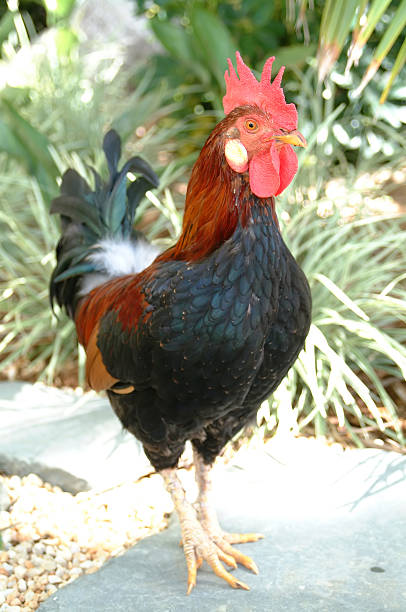 Bermuda Coq au bord de la piscine - Photo