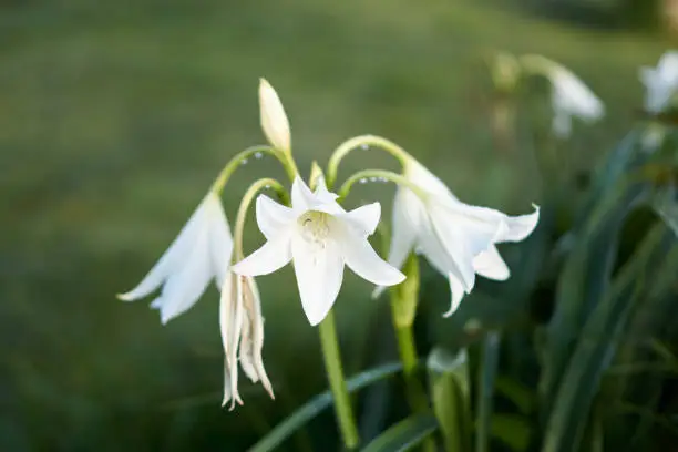 Photo of Flower cartridges