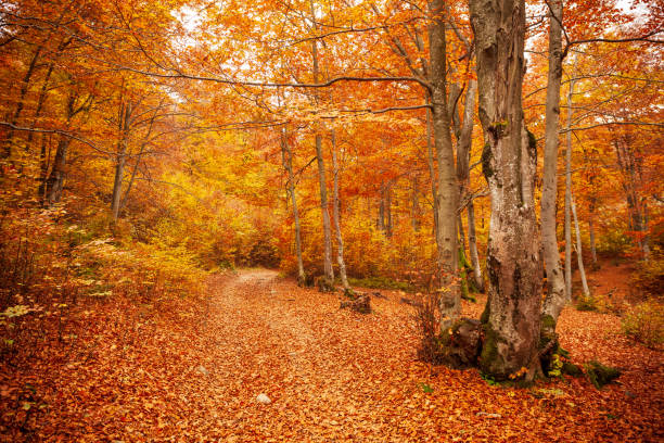 istock Pathway in autumn forest, the sun shining through the trees. Autumn foliage. 1392675313