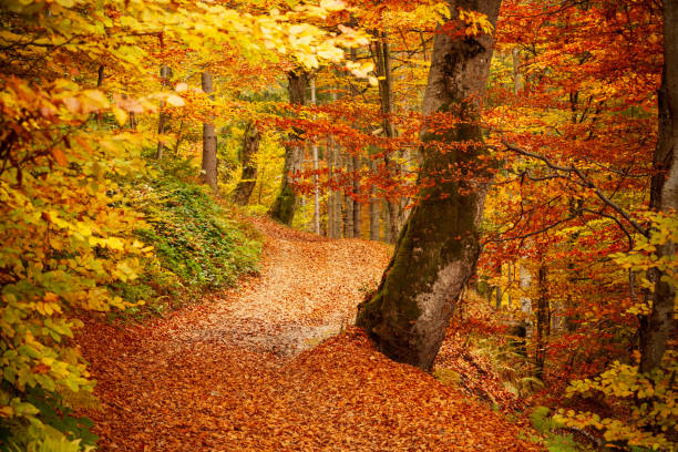 istock Pathway in autumn forest, the sun shining through the trees. Autumn foliage. 1392675587
