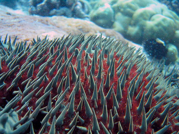 Crown of Thorns Starfish stock photo
