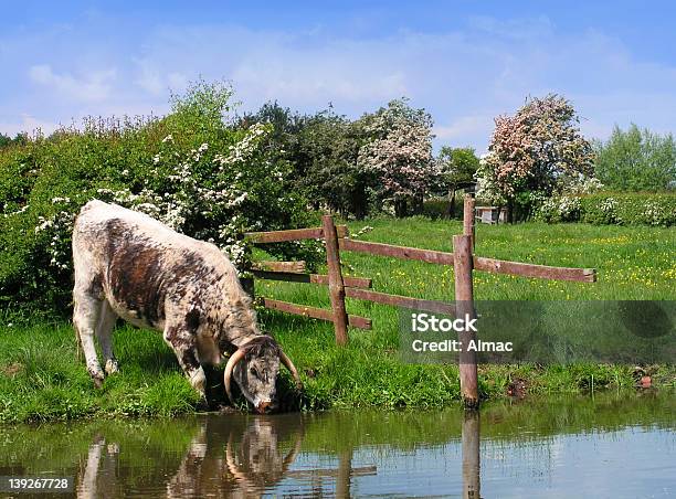 Willington Cow Stock Photo - Download Image Now - Agricultural Field, Agriculture, Animal