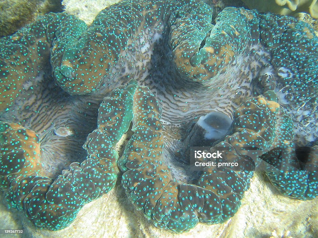 Grande barrière de corail 5 - Photo de Anémone libre de droits