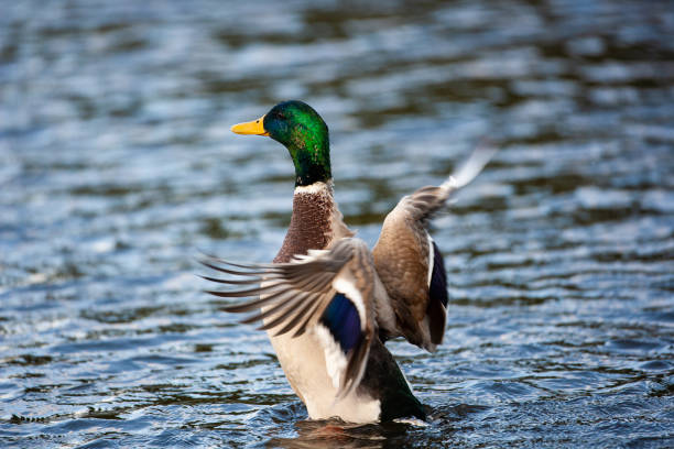 istock Mallard duck flapping to take off and fly away in London 1392677571