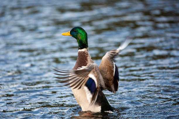 Mallard duck flapping to take off and fly away in London stock photo