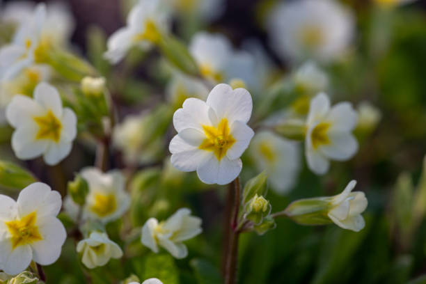 istock White primrose flowers macro photography on springtime. 1392679015
