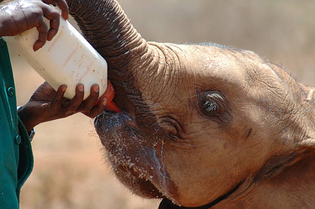 istock baby elephant drinking milk 139267958