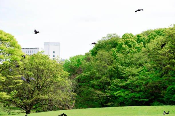 Crows flying in the fresh green public park with copy space.