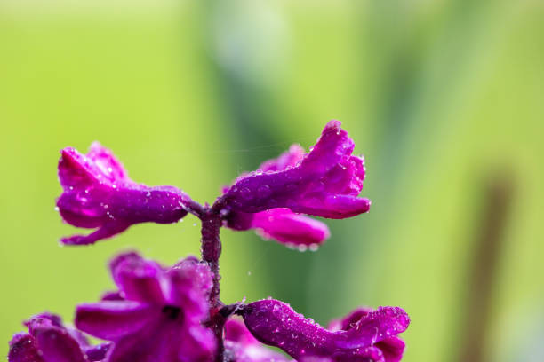 Young purple hyacinth flower with water drops on a sunny spring day macro photography. Blooming garden Hyacinthus with raindrops on a violet petals close-up photo.