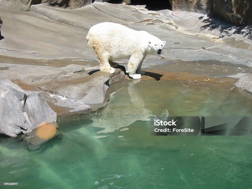 Oso polar natación de Nebraska - Foto de stock de Agua libre de derechos