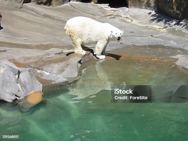 Oso Polar Natación De Nebraska Foto de stock y más banco de imágenes de Agua - Agua, Animal, Animales en cautiverio