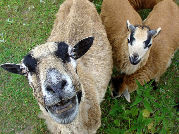stupid looks - a goat stock photo