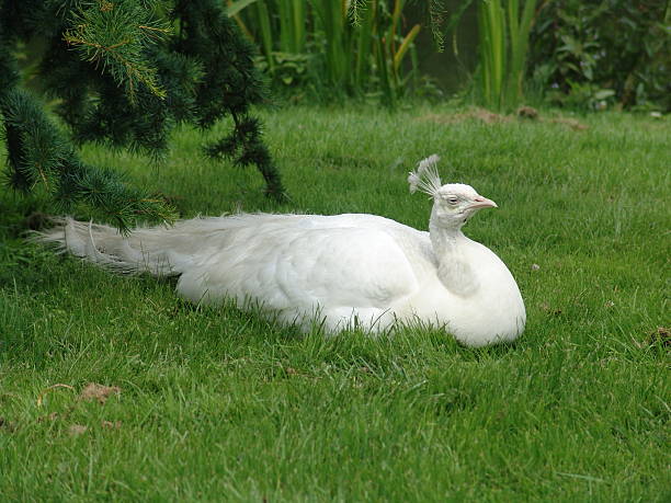 Albino Peacock stock photo