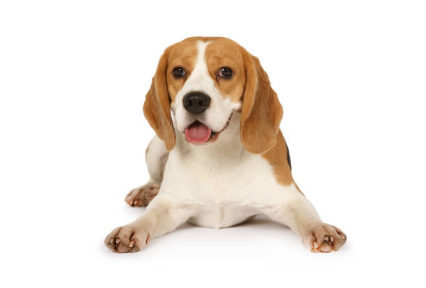 Beagle dog lying  in the studio on white background stock photo