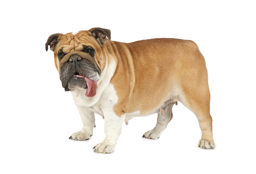 Purebred English bulldog with its tongue hanging out stands on a white background