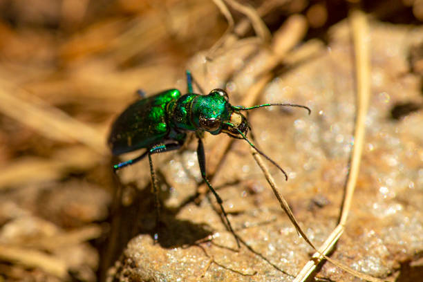 shiny green six-spotted tiger beetle in wilmot, new hampshire. - 班蝥 圖片 個照片及圖片檔