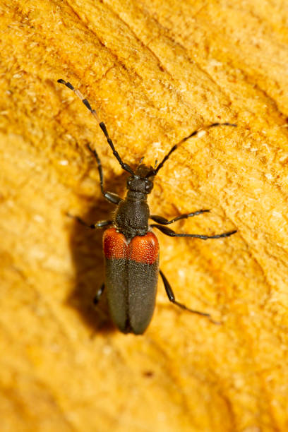 istock Red shouldered pine borer beetle in Newbury, New Hampshire. 1392681288