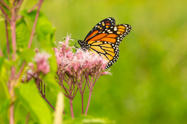Colorful orange monarch butterfly, Danaus plexippus, order Lepidoptera, on a joe pye weed flower on Mount Sunapee in Newbury, New Hampshire on a sunny summer day.