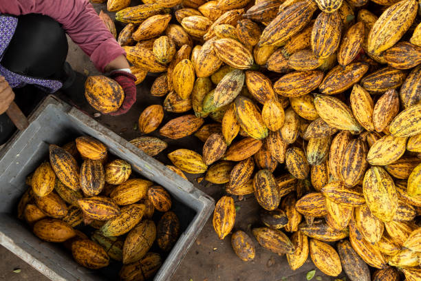 istock Cocoa beans and cocoa pod on a wooden surface. 1392682342