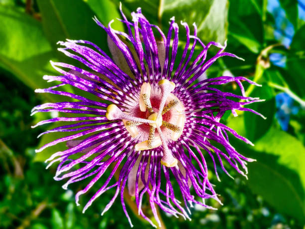 istock PURPLE PASSIONFLOWER 1392685487