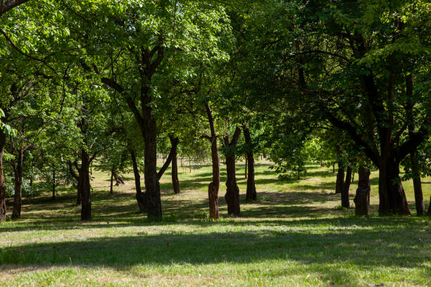istock deciduous trees growing in the park in the summer 1392685546
