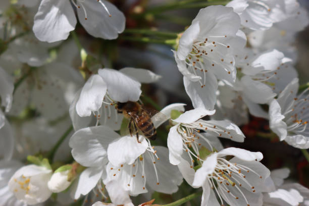istock Honey bee eating nectar on white Apple flowers s on a sunny day 1392685698