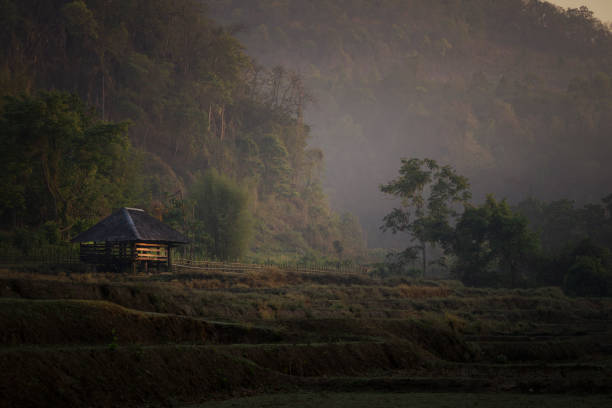 Misty jungle in Asia with small bad weather hut  for protection in rainy seasons Chiang Mai Thailand Misty jungle in Asia with small bad weather hut  for protection in rainy seasons Chiang Mai Thailand Asia"n gallus gallus stock pictures, royalty-free photos & images