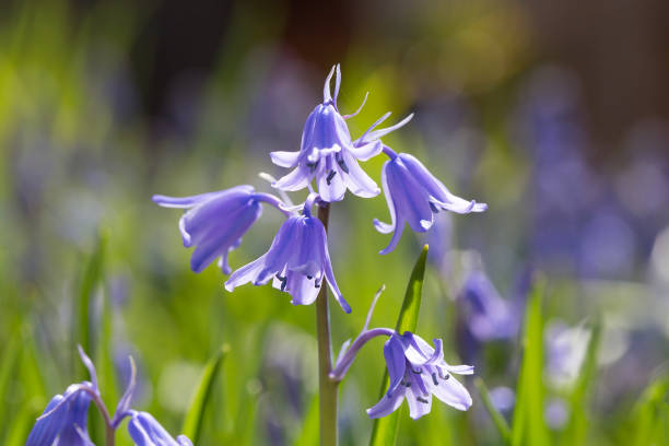 istock Bluebells in woodland - UK 1392688069