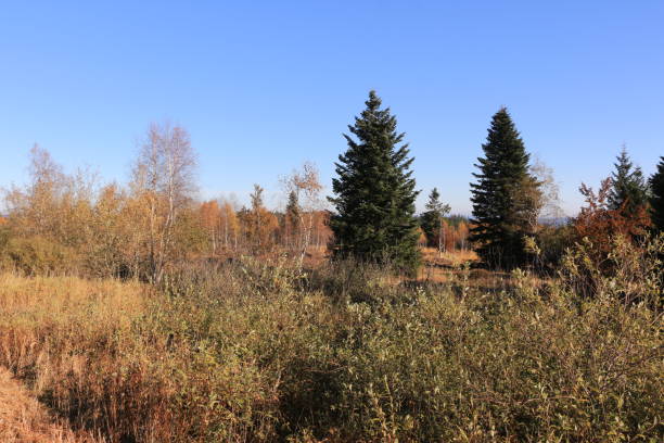istock Sunny autumn day in the Black Forest 1392688731