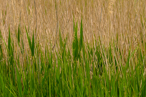 beautiful blur dry grass and bent background