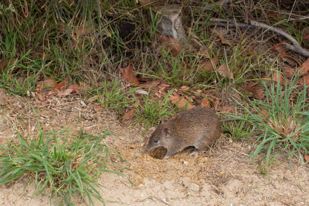 vue d’un potoroo à long nez - long nosed potoroo photos et images de collection