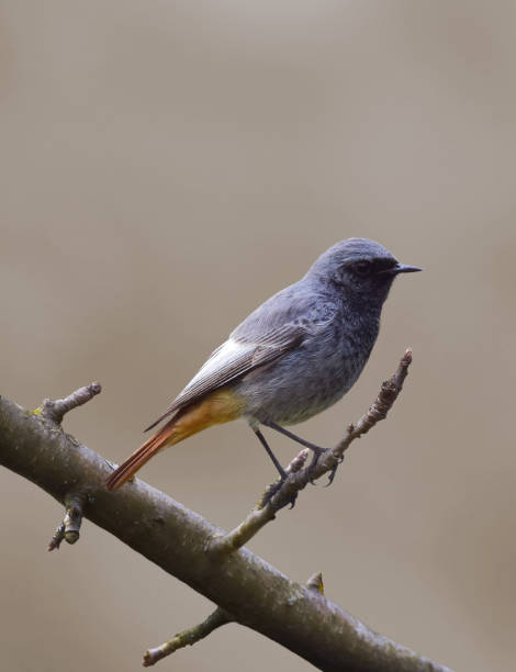 istock Black Redstart Male, Phoenicurus ochruros. Bird sits on tree branch 1392692285