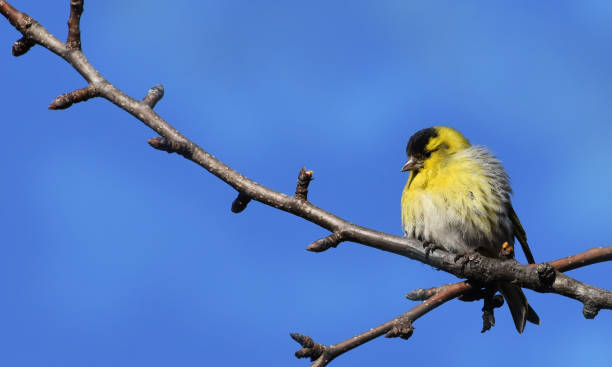 istock Eurasian siskin, Spinus spinus. Bird sits on branch 1392692314